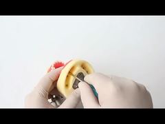 치과 연구 치아 모델 치과 학교 28개 치아 나사 포함 치과 수복 턱 모델 당신을 위해