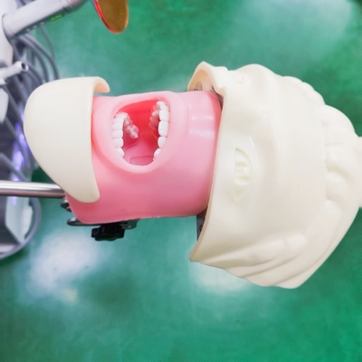 전문 치과 학생 시뮬레이터 교육 모델 의학 과학 치과 유령 머리 모델