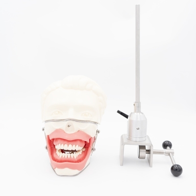 구강 마취 훈련 모델 현실적인 잇몸 턱 시뮬레이션 주사 연습 치과 전도 마취 모델