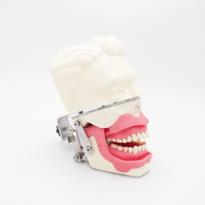구강 마취 훈련 모델 현실적인 잇몸 턱 시뮬레이션 주사 연습 치과 전도 마취 모델