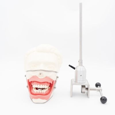 치과 마취 발치 모델 치과대학 마취 주사 훈련 모델 구강 마취 시뮬레이터 시스템