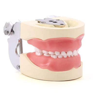 좋은 가격 분리 가능한 24pcs 어린이 치아 모델 樹脂로 만든 훈련 어린이 치아 연습 모델 온라인으로